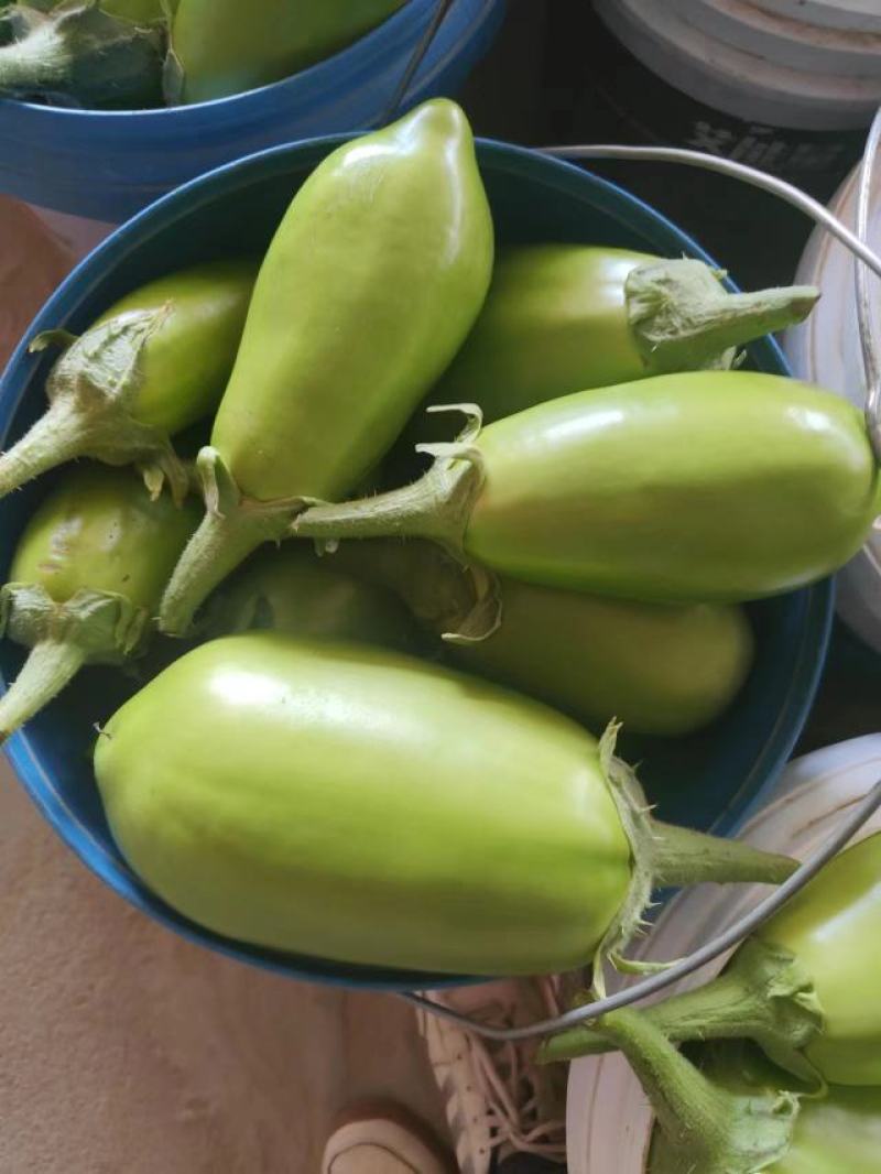 湖北青茄精品绿茄子大量上货中产地直供可供电商市场