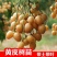 黄皮果树苗