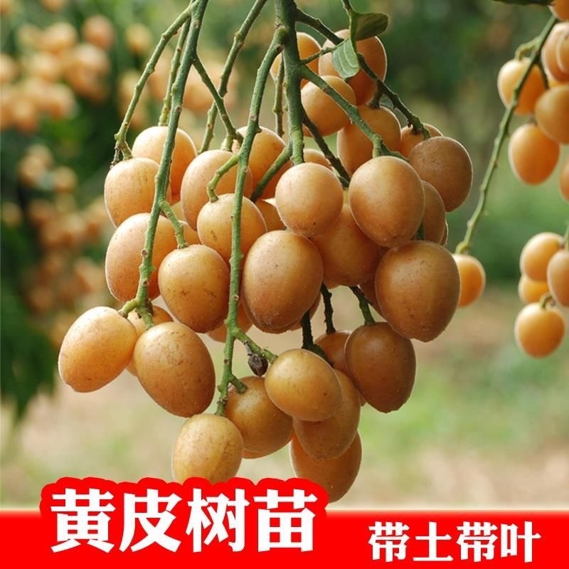 黄皮果树苗