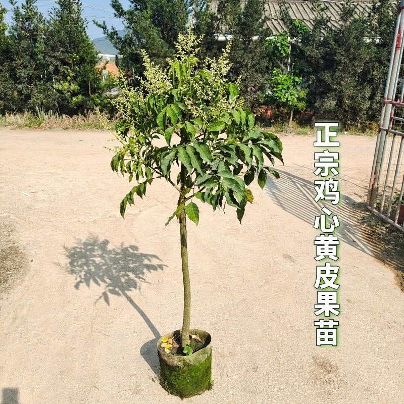 黄皮果树苗