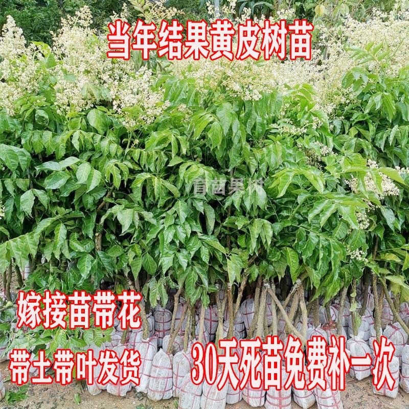 黄皮果树苗