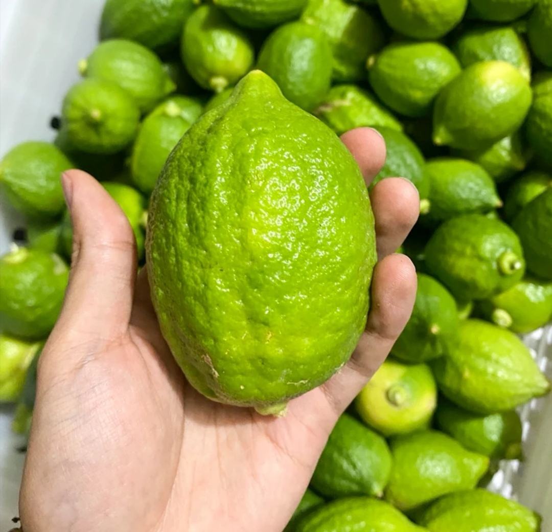 柠檬切片放置在冰箱内