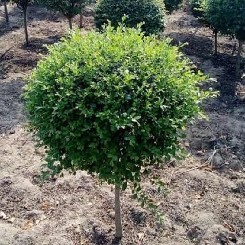 棒棒糖小叶女贞高杆造型树四季长青植物庭院小区别墅景观绿植