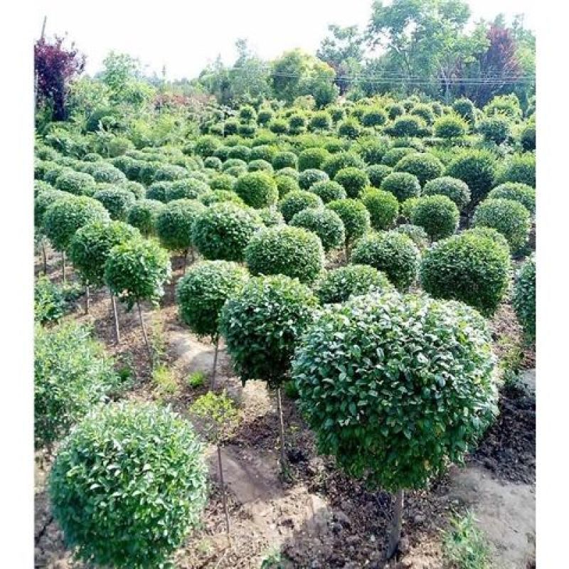 棒棒糖小叶女贞高杆造型树四季长青植物庭院小区别墅景观绿植