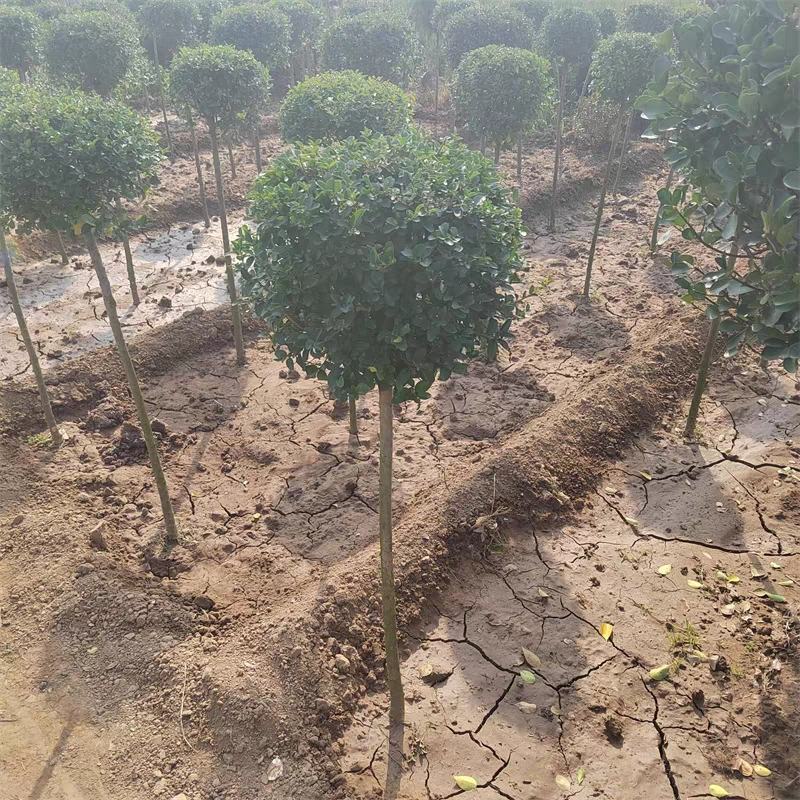 棒棒糖小叶女贞高杆造型树四季长青植物庭院小区别墅景观绿植