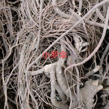 纯野生小罗伞(硃沙根)