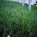 芦苇多年生常绿草本挺水植物，水体工程布景