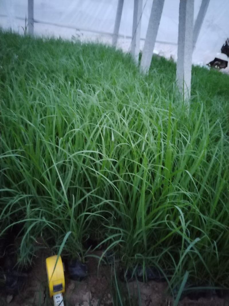 芦苇多年生常绿草本挺水植物，水体工程布景