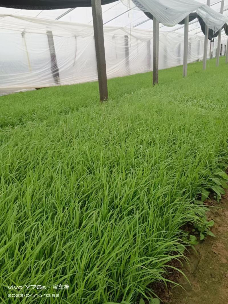 芦苇多年生常绿草本挺水植物，水体工程布景