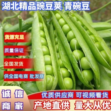 湖北精品豌豆荚青碗豆大量上货基地直供量大从优电商