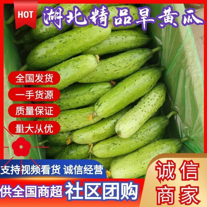 精品旱黄瓜基地一手货源，质量保证支持各大超市，市场电商
