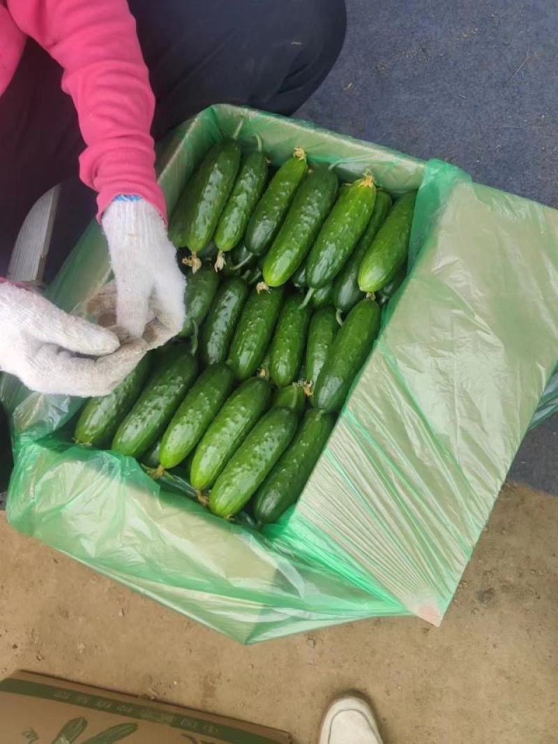精品旱黄瓜基地一手货源，质量保证支持各大超市，市场电商