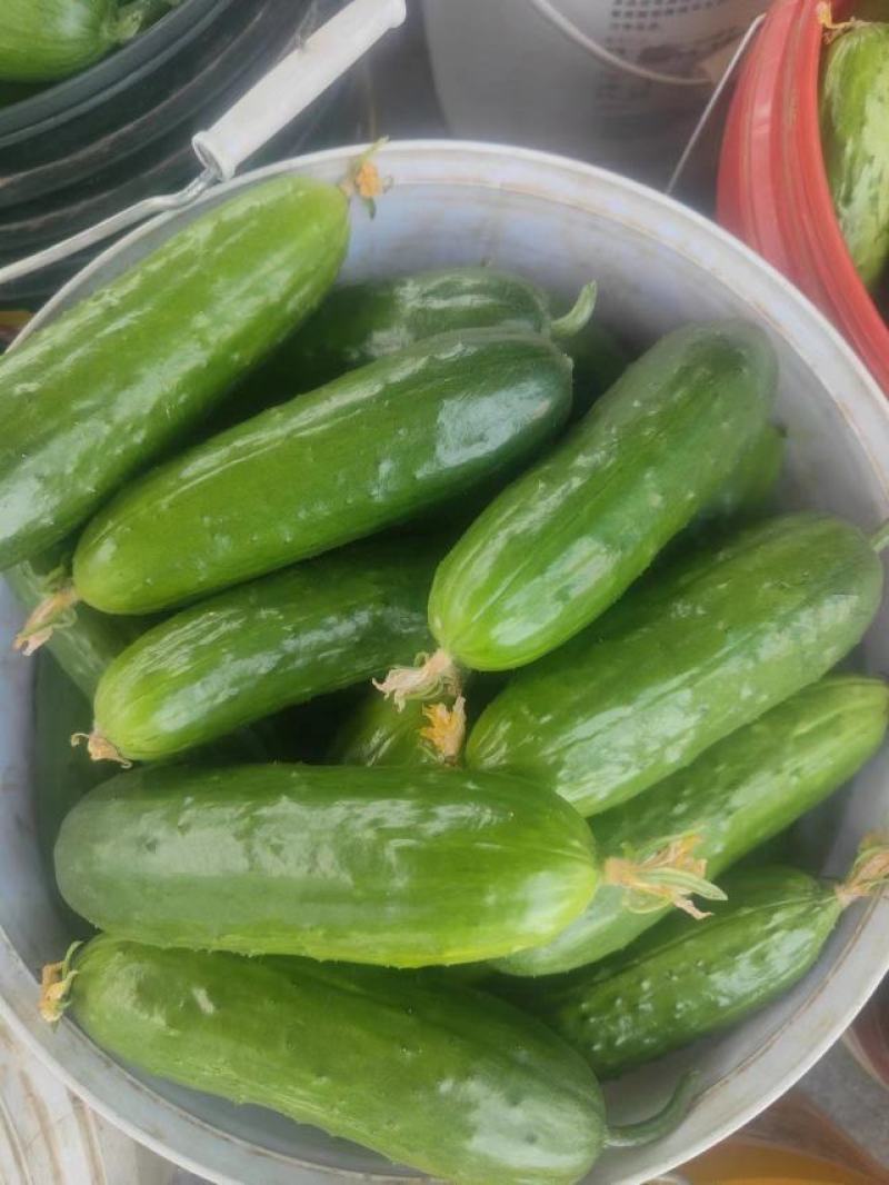 精品旱黄瓜基地一手货源，质量保证支持各大超市，市场电商