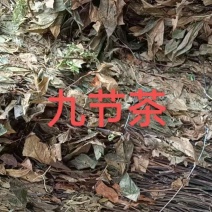 纯野生九节茶，肿节风，(草珊瑚)大货供应