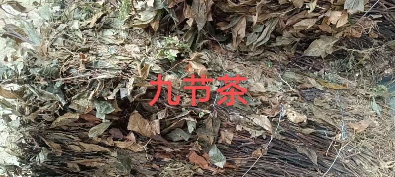 纯野生九节茶，肿节风，(草珊瑚)大货供应