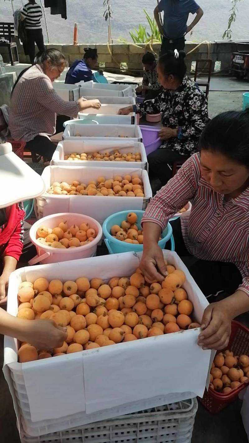 兴仁大五星枇杷