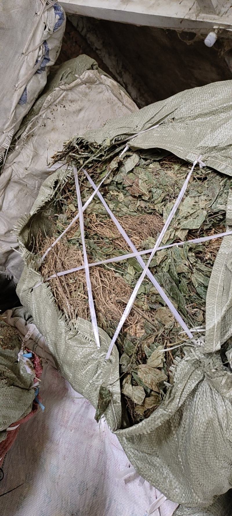 纯野生九节茶，肿节风，(草珊瑚)大货供应