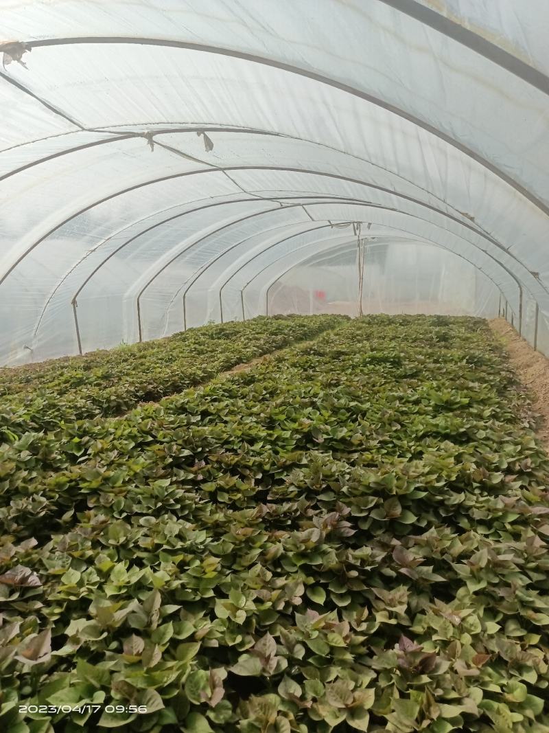 脱毒苗蜜薯苗哈密苗龙九苗西瓜红苗地瓜苗山芋苗红薯苗