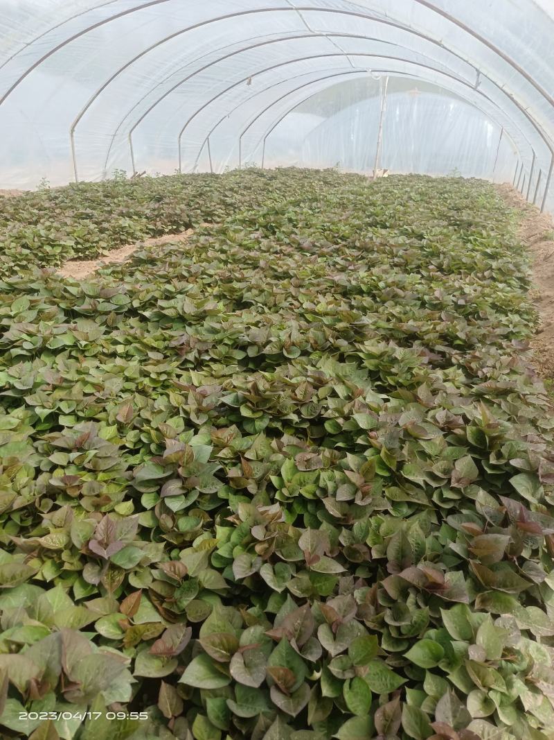 脱毒苗蜜薯苗哈密苗龙九苗西瓜红苗地瓜苗山芋苗红薯苗