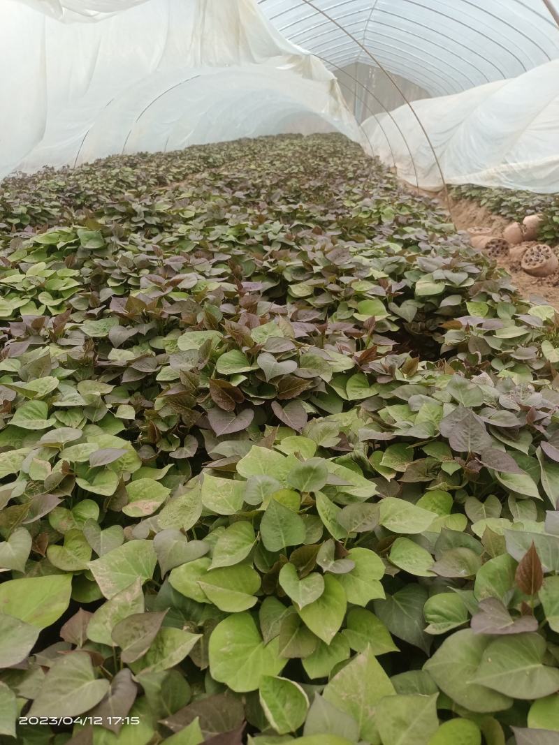 脱毒苗蜜薯苗哈密苗龙九苗西瓜红苗地瓜苗山芋苗红薯苗