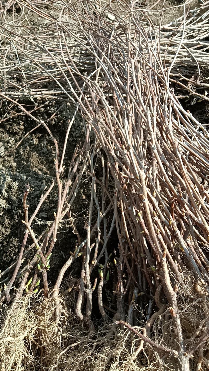 【牛商优选】五味子苗带土发货好成活药材苗木自产自销