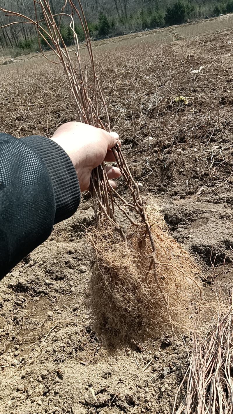 【牛商优选】五味子苗带土发货好成活药材苗木自产自销