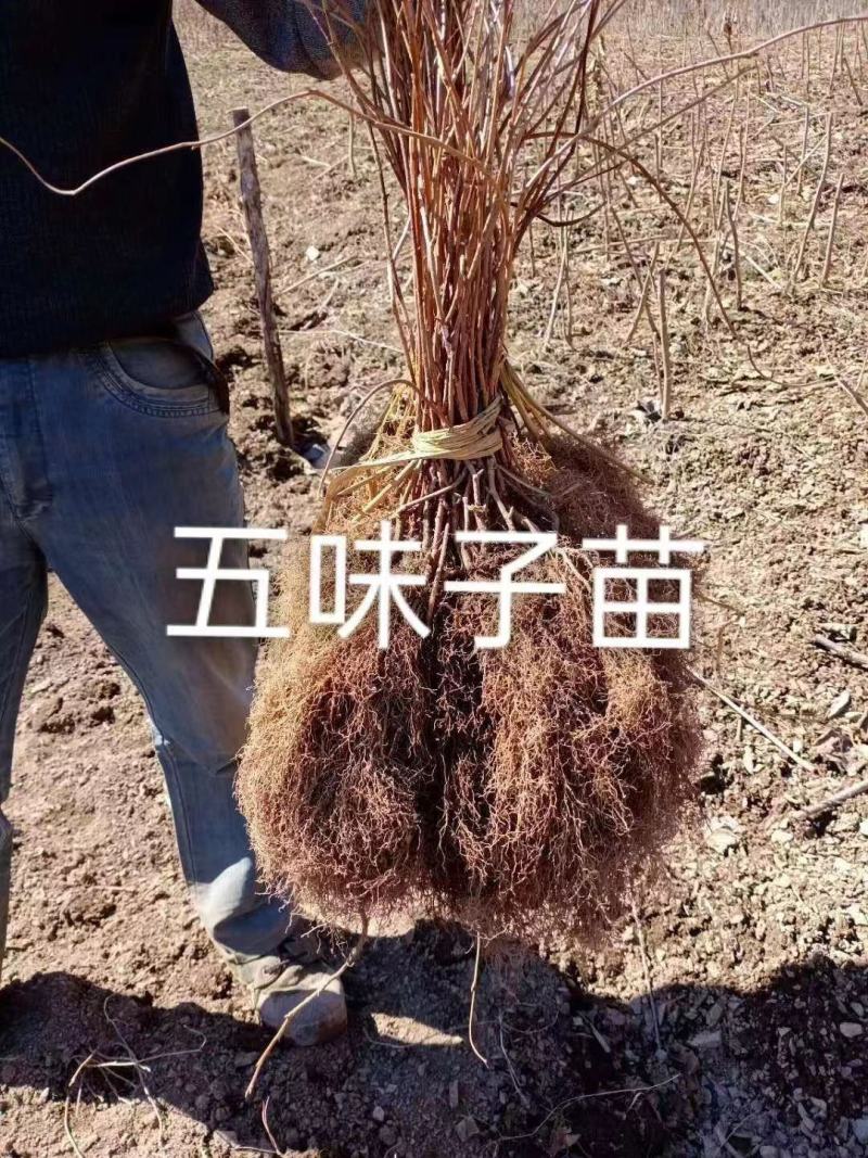 【牛商优选】五味子苗带土发货好成活药材苗木自产自销