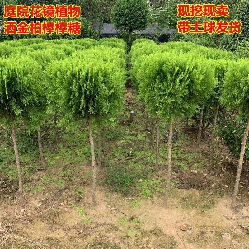 独杆棒棒糖形洒金柏球私家别墅庭院种植四季常青专用老桩正品