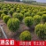 独杆棒棒糖形洒金柏球私家别墅庭院种植四季常青专用老桩正品