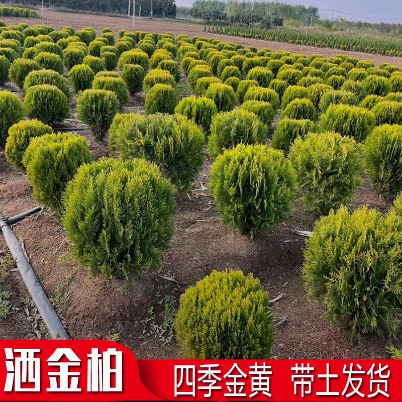 独杆棒棒糖形洒金柏球私家别墅庭院种植四季常青专用老桩正品