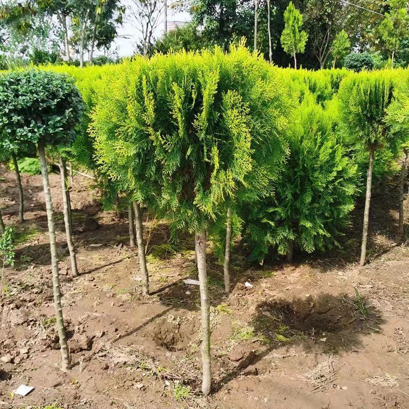 独杆棒棒糖形洒金柏球私家别墅庭院种植四季常青专用老桩正品