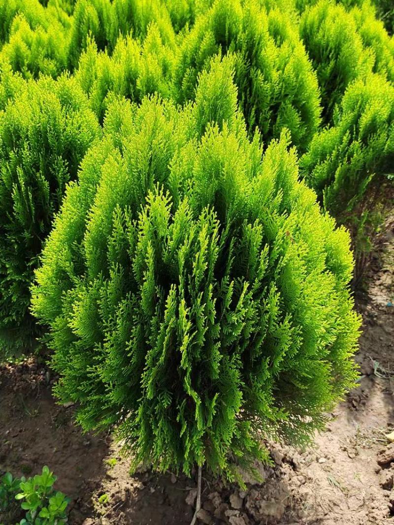 独杆棒棒糖形洒金柏球私家别墅庭院种植四季常青专用老桩正品
