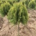独杆棒棒糖形洒金柏球私家别墅庭院种植四季常青专用老桩正品