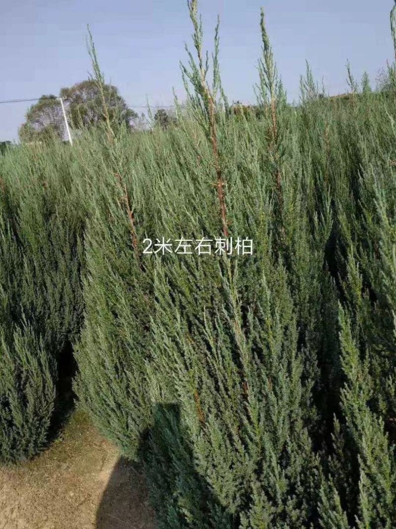 刺柏树松柏圆柏笔柏