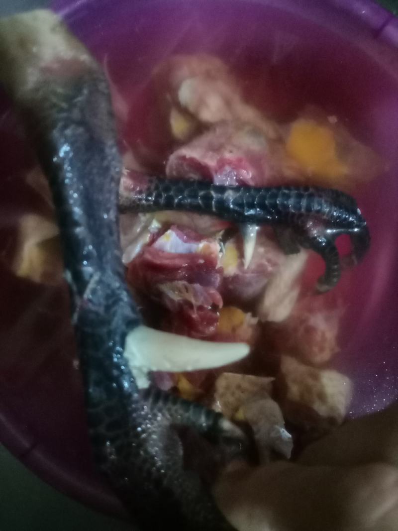 老公鸡，老母鸡老鸭！！！！！