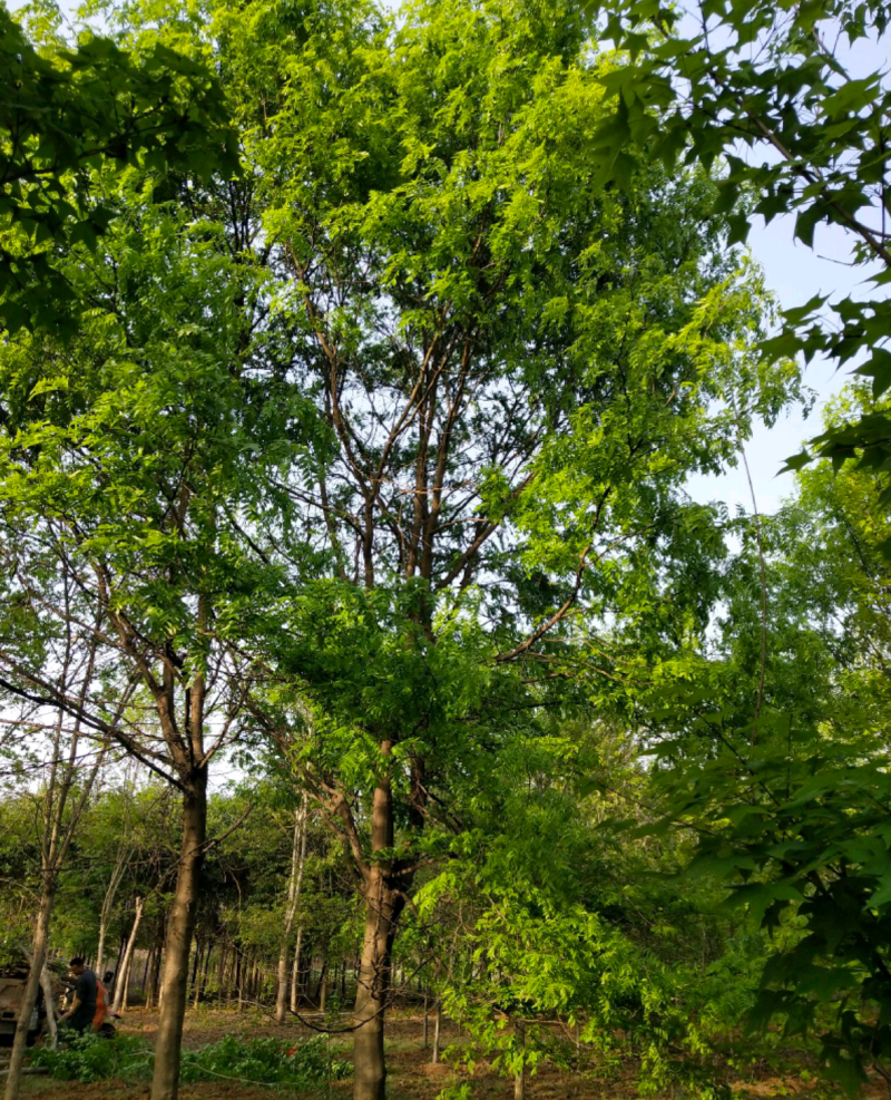 南阳南召原生冠皂荚树，15到20公分，自家苗圃库存41棵