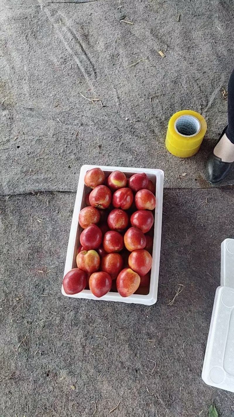 油桃产地批发一手货源，诚信经营。现摘现发全国发货