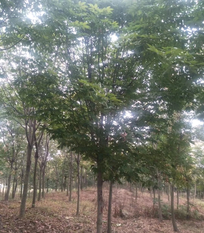 【推荐】南阳南召七叶树，各种规格均有货电话联系更优惠