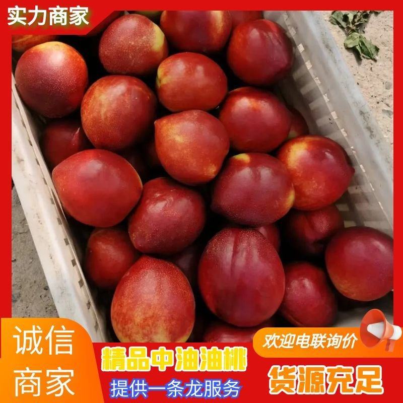露天早48油桃大量上市，随到随装，早4号黄油桃