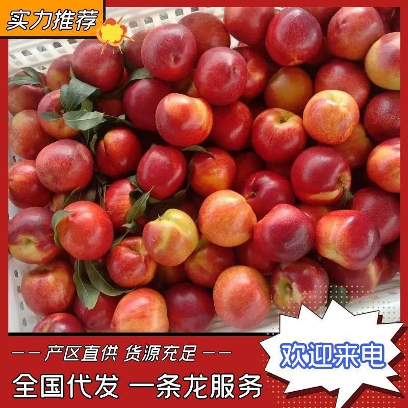砀山露天油桃中4号，中油4号油桃对接全国客商，超市，团购