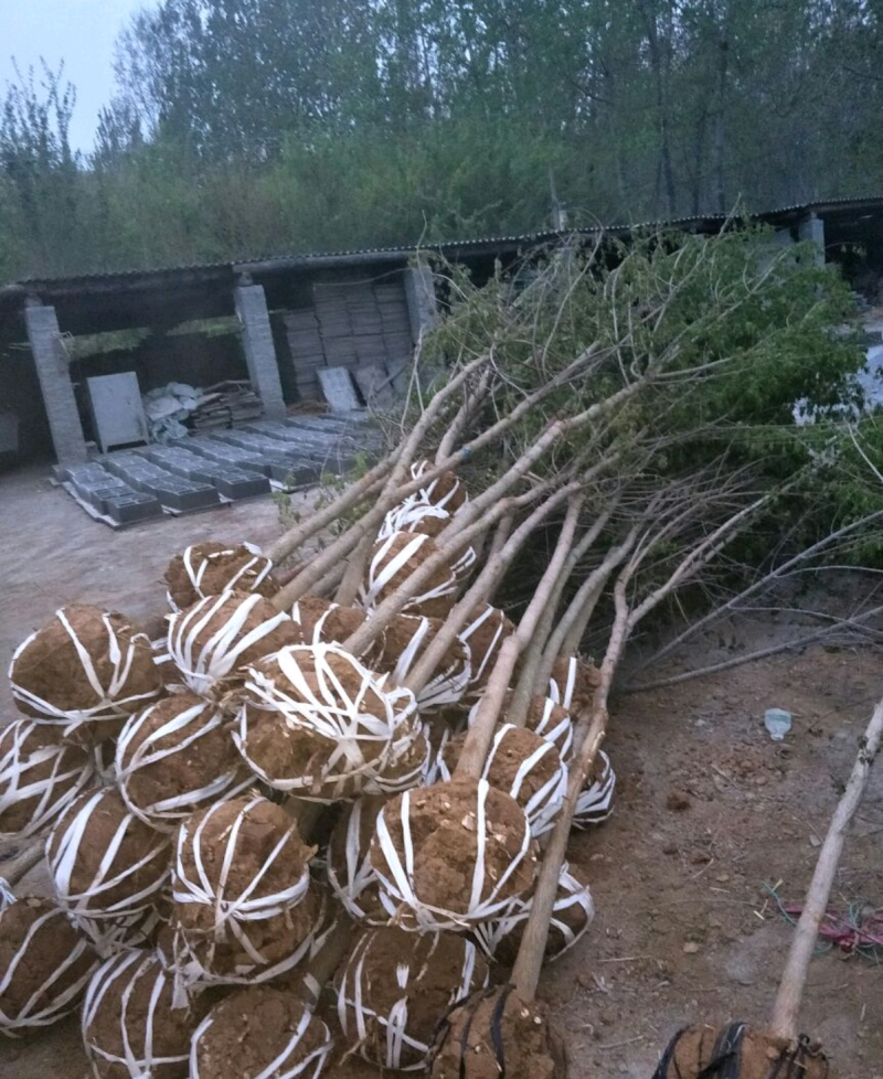 【五角枫】261~300cm基地直供保质保量全国发货量大