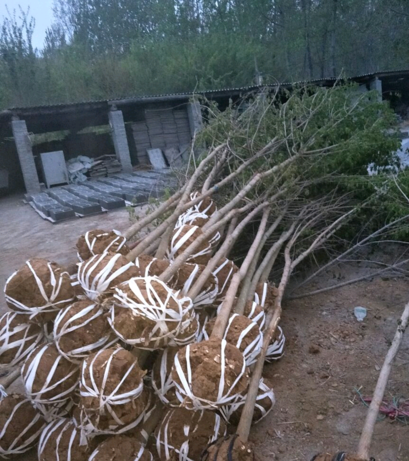 【五角枫】261~300cm基地直供保质保量全国发货量大