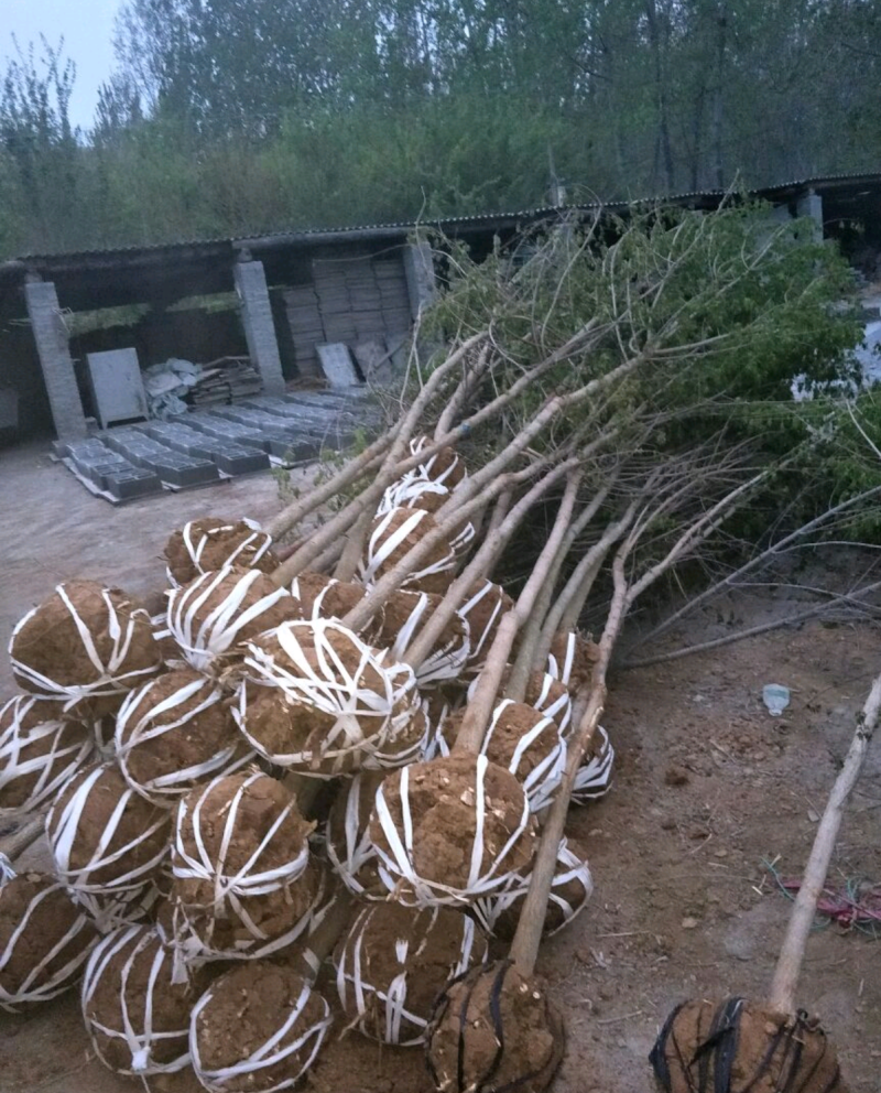 【五角枫】261~300cm基地直供保质保量全国发货量大
