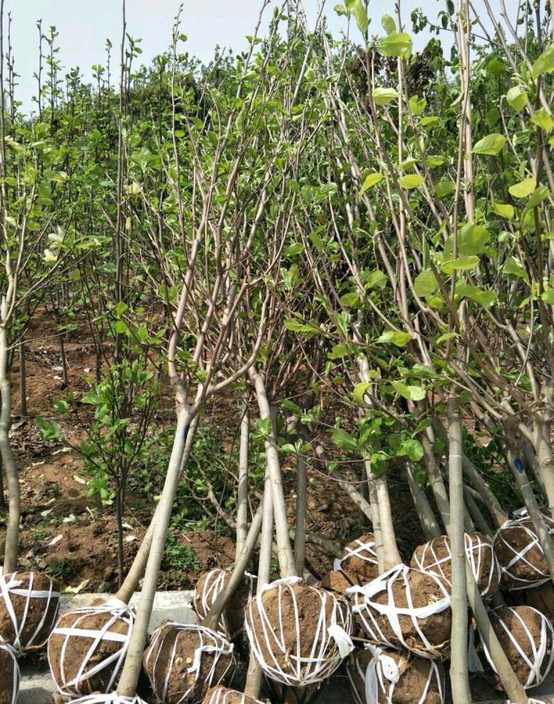 【推荐】南阳南召玉兰树2~4cm紫玉兰，白玉兰基地直供