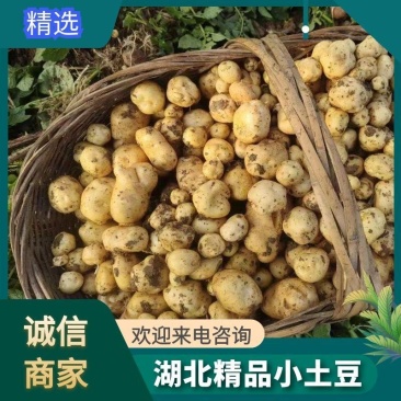 富硒黄心小土豆,正宗产地实地考察欢迎新老客户前来咨询