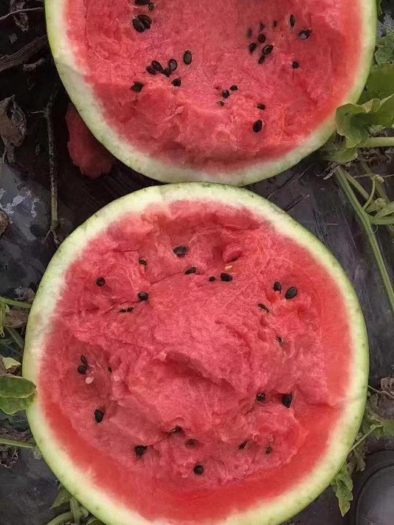 【西瓜】精品美都货源充足产地视频看货论价保质保量