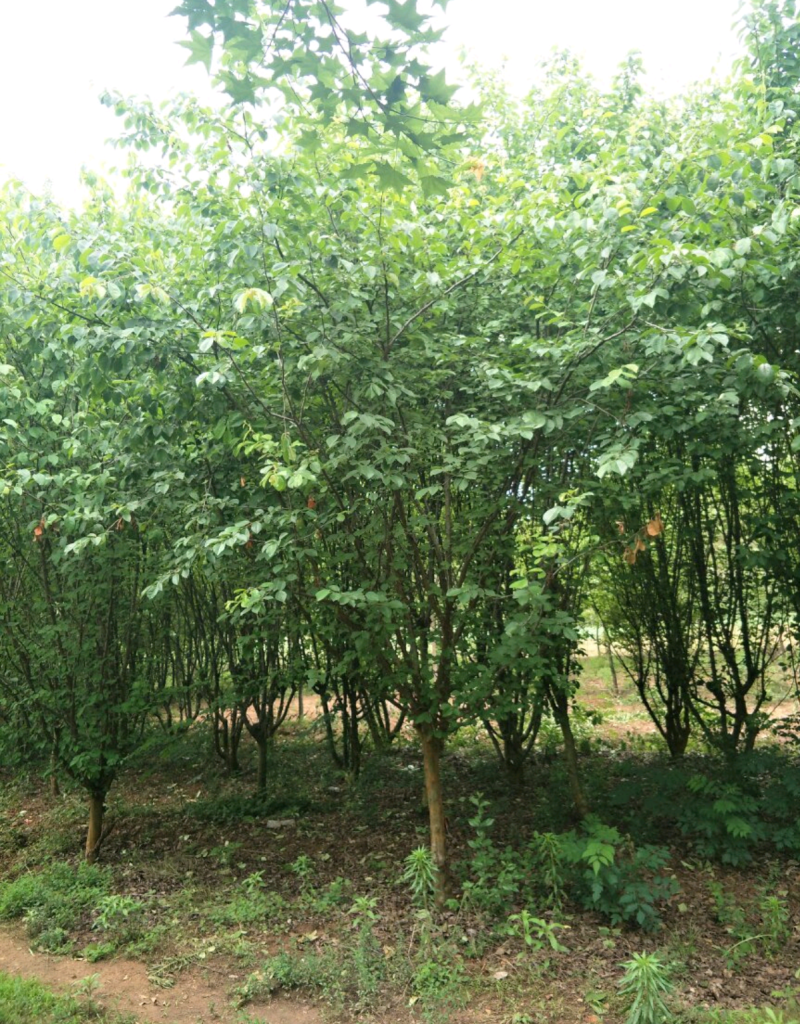 【木瓜海棠】树苗基地直供保质保量量大从优电话联系