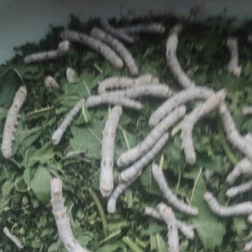 蚕茧