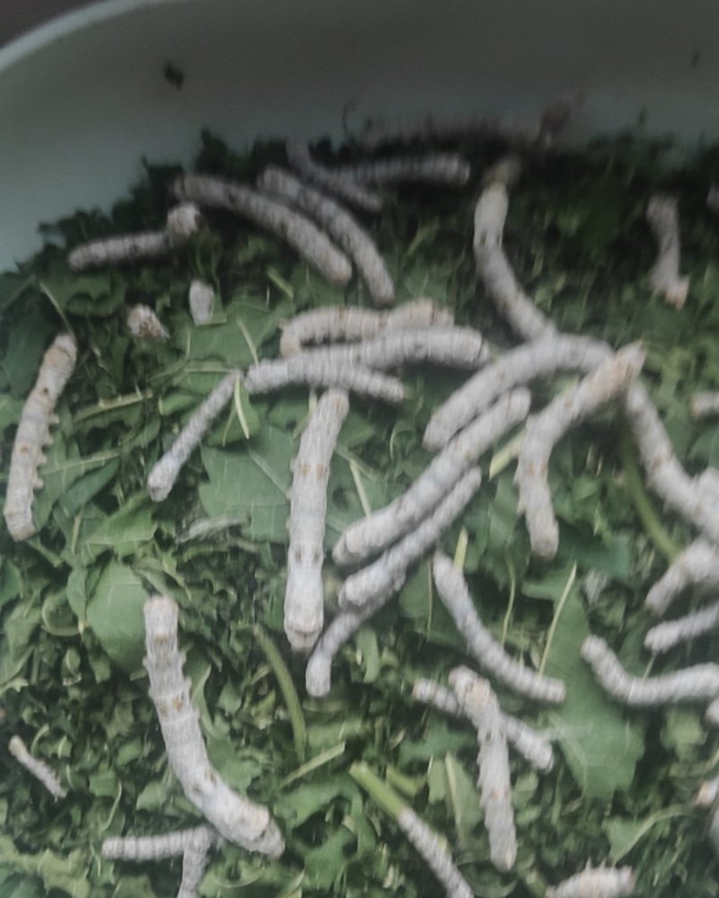 蚕茧