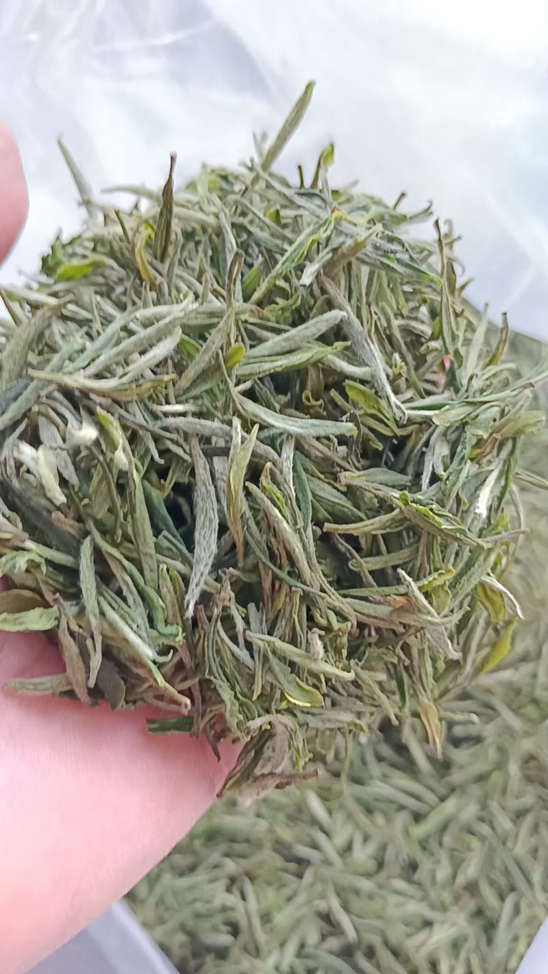 高山岳西翠兰